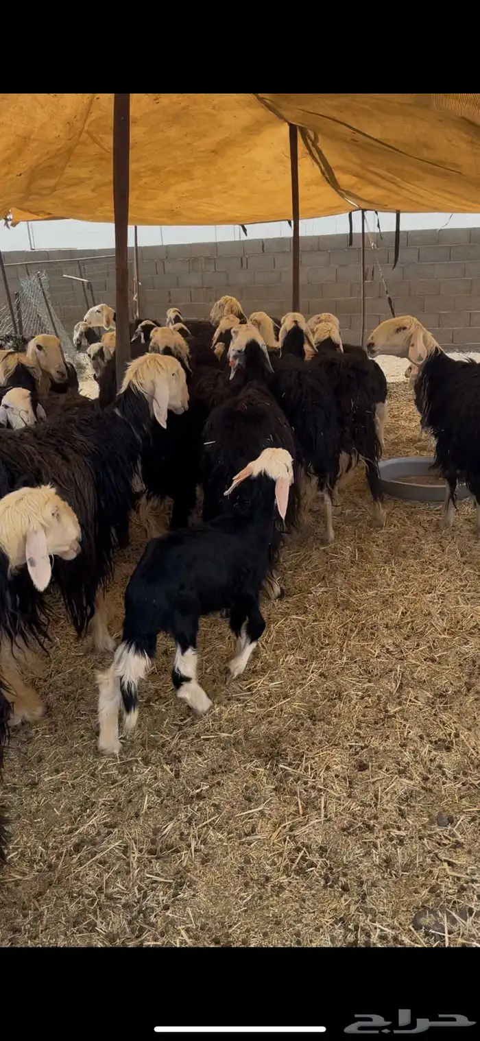 للبيع غنم نجد مواليد 4