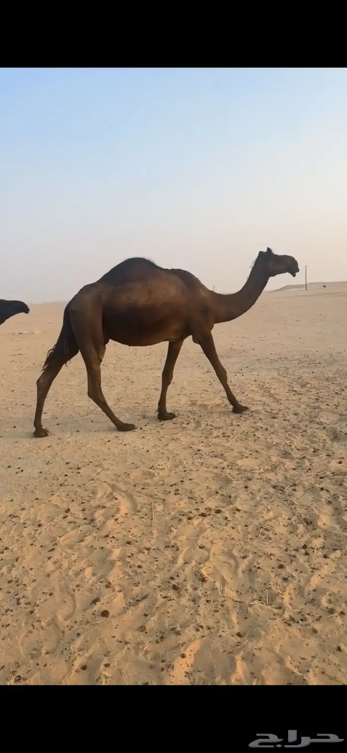 للبيع عشرا طيبه 0