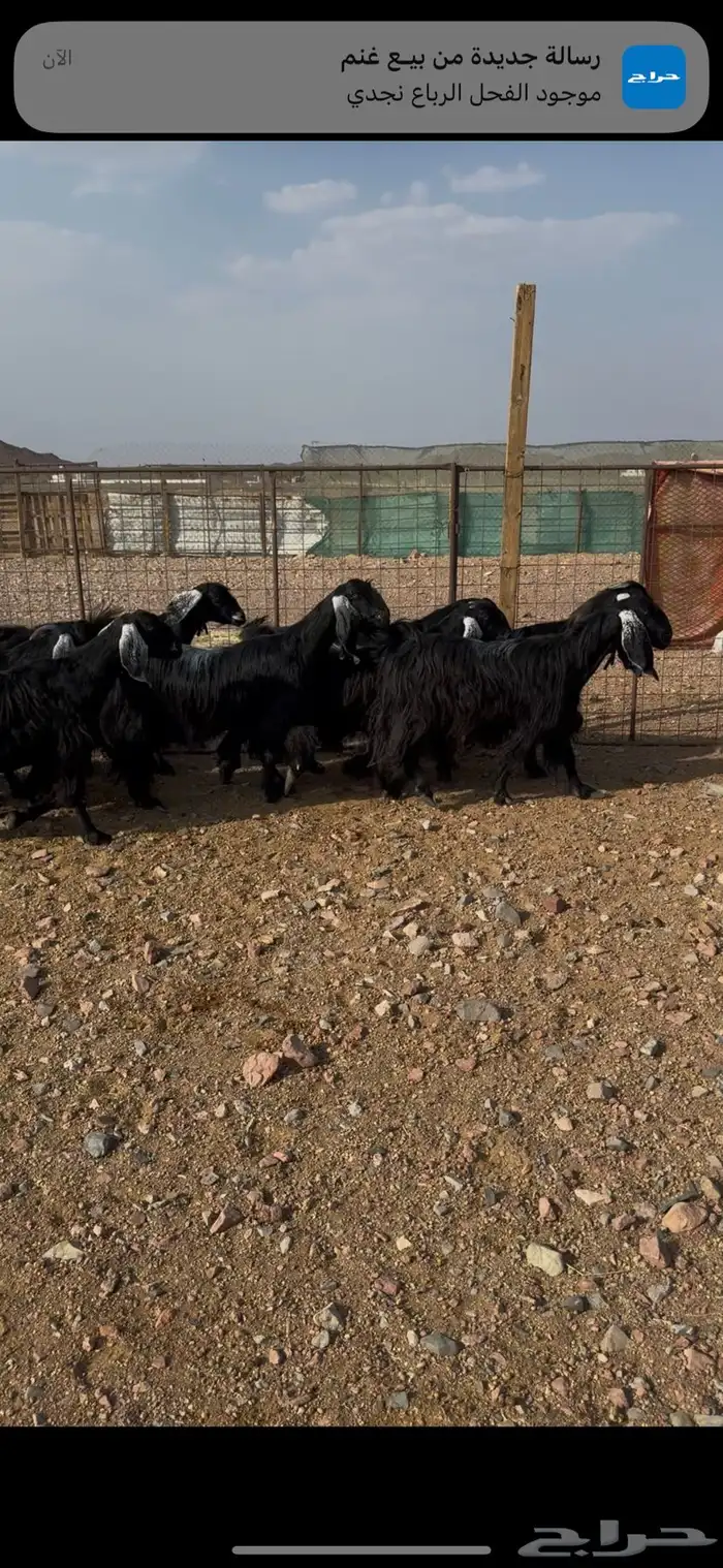 معزاء 4
