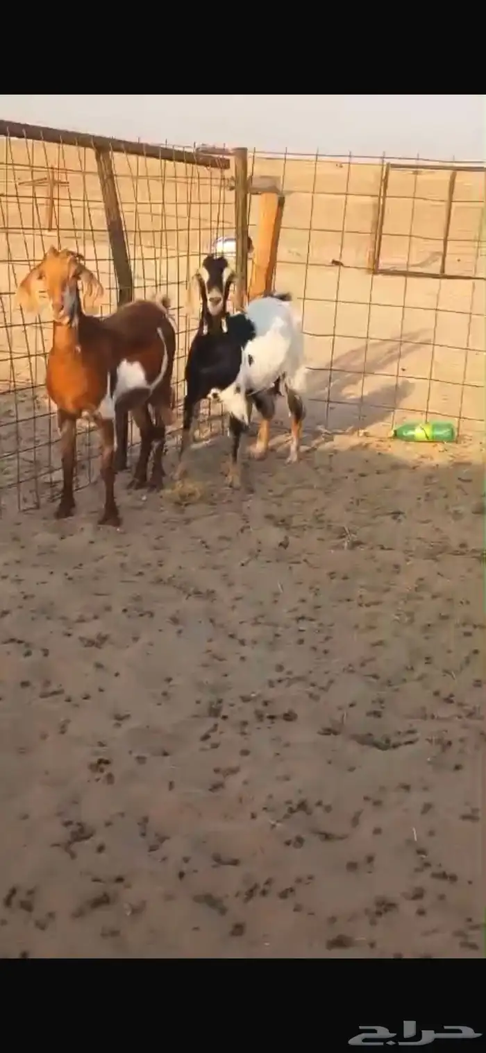 ماعز مشاريك فواخر 6