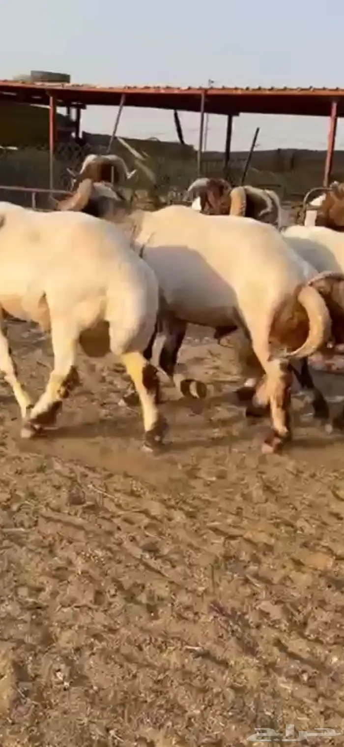 فحول أنعيم طيبه اللبييع 6