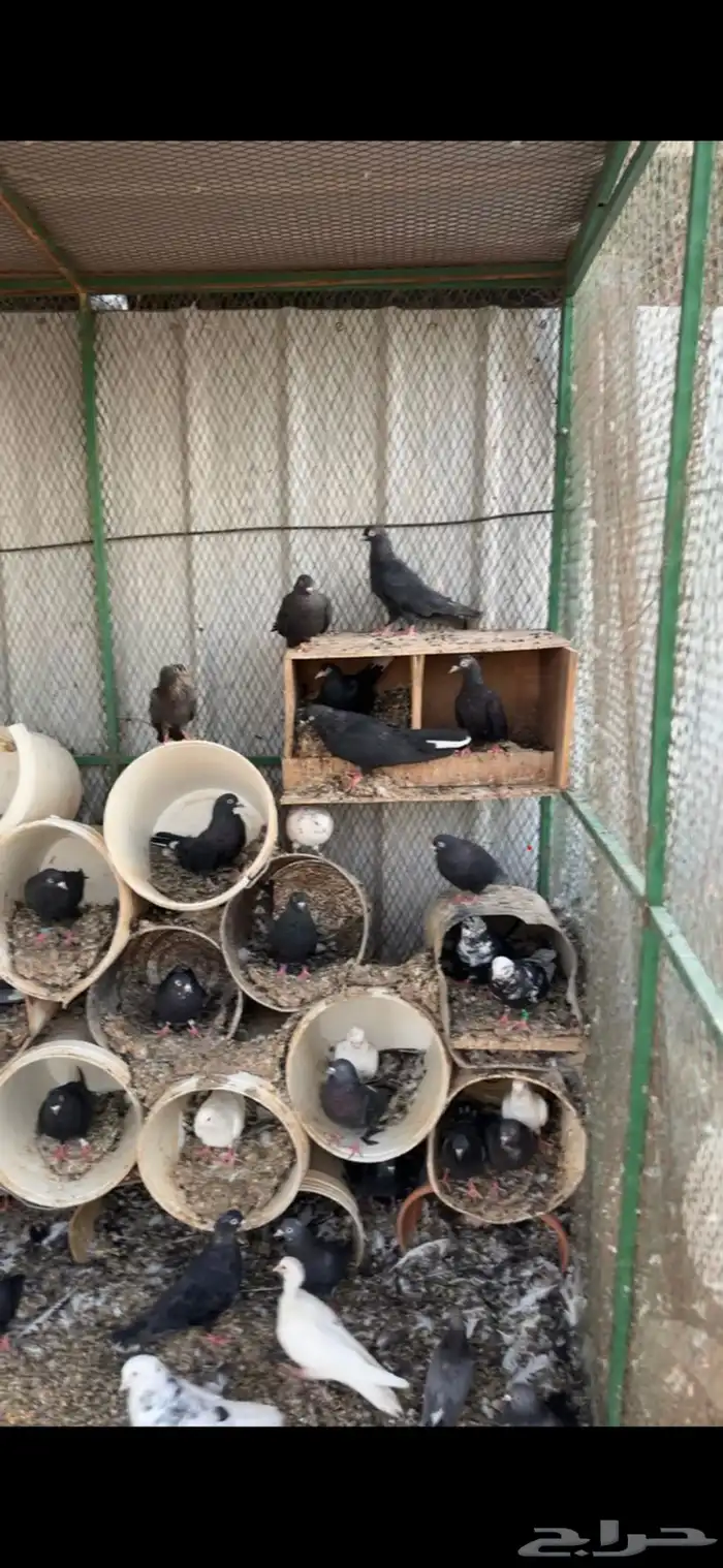 عشة قطايف للبيع 1