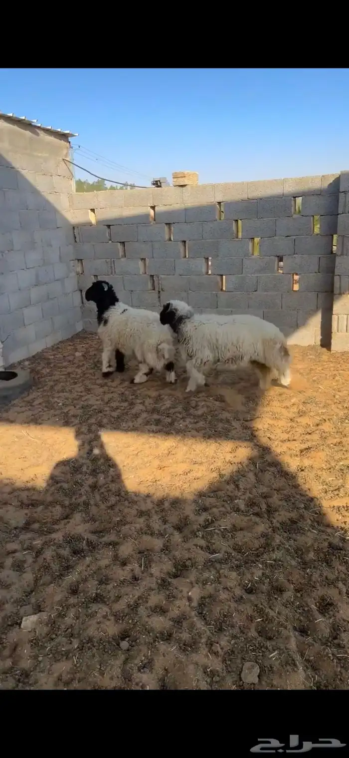 ذبايح انعيم 4