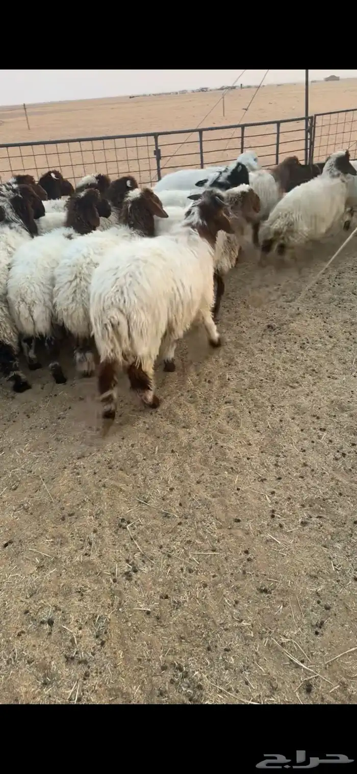 بهم نعيم طيب 4