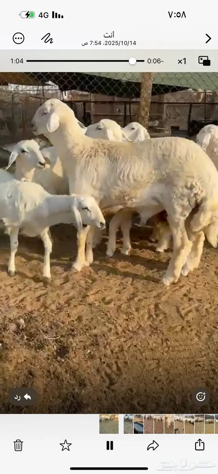رخال وفحلهن حريات حرش 0