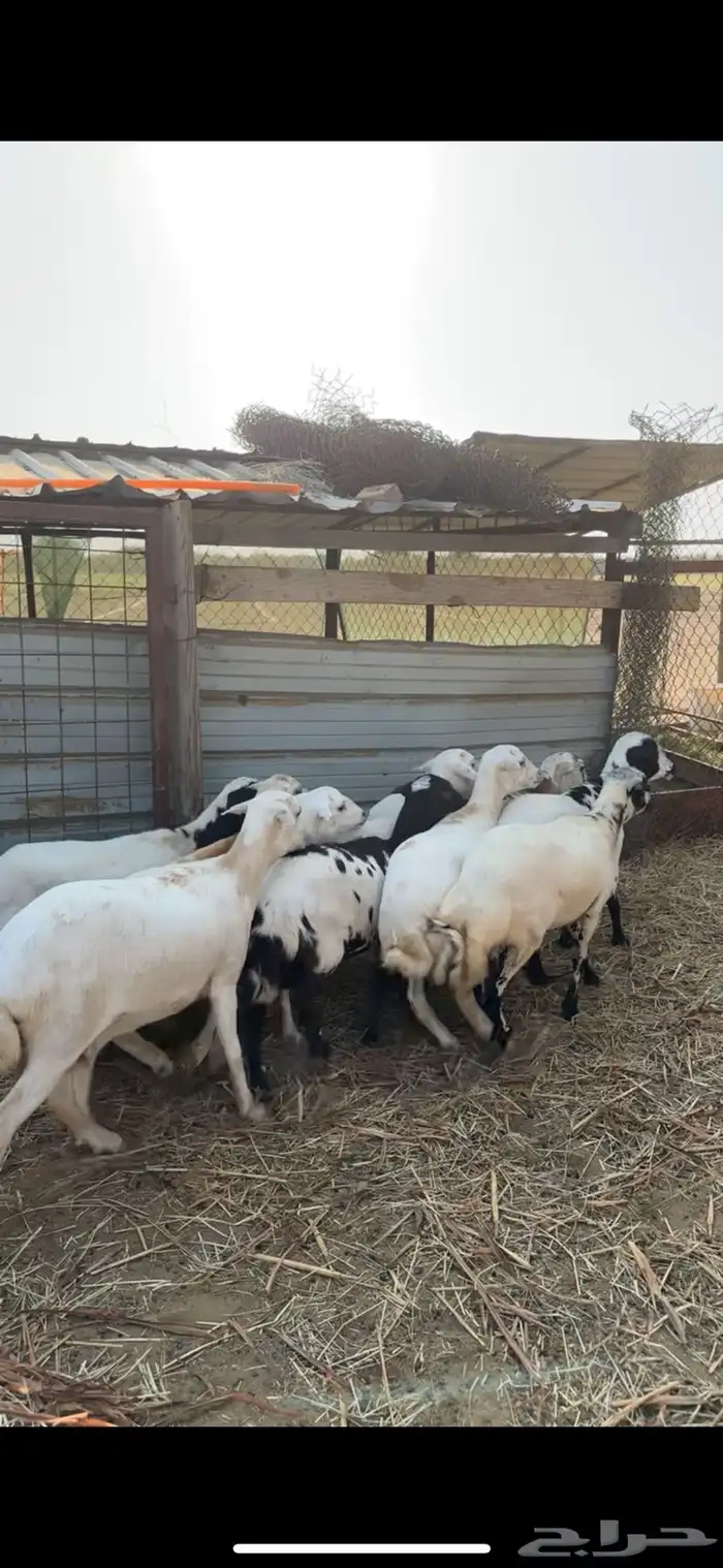 ضان صمع كفو 6