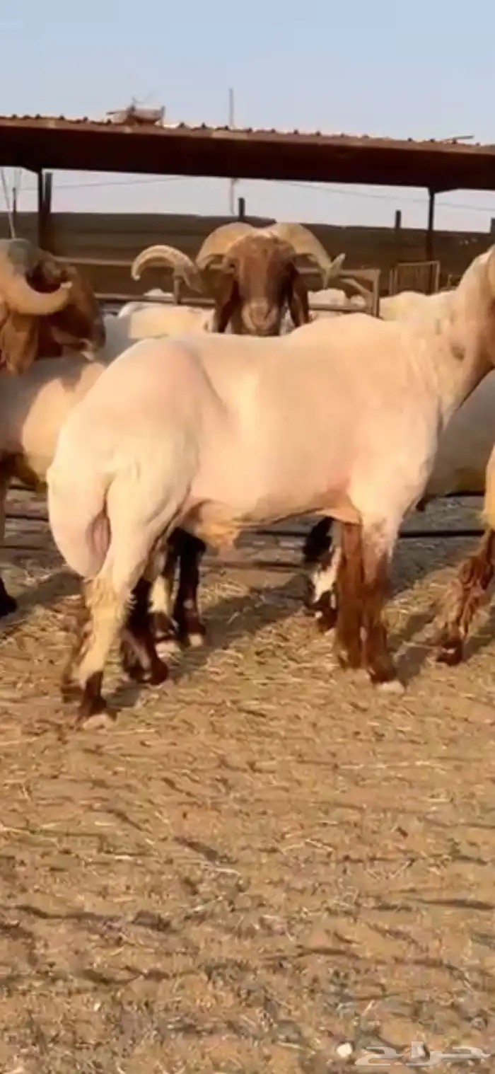 فحول أنعيم طيبه اللبييع 2