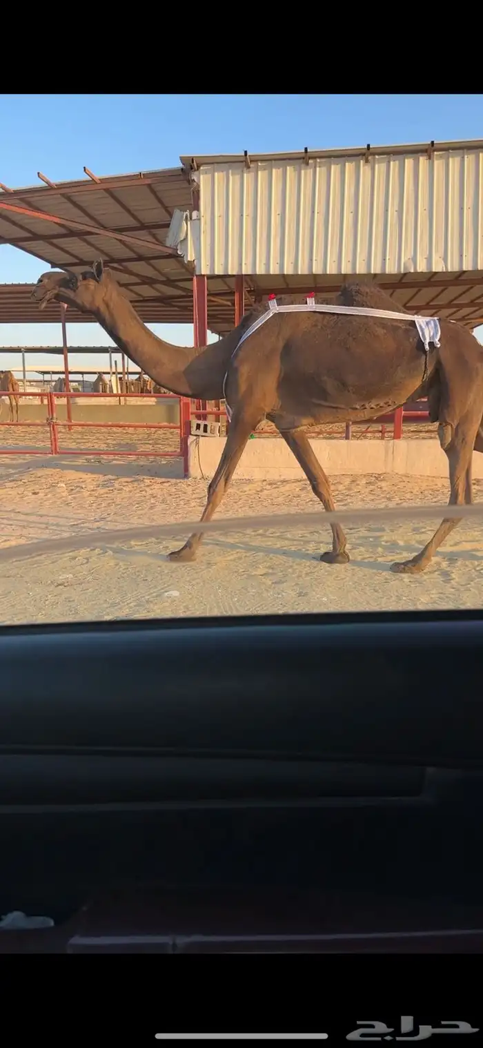 ناقع مجهم ضروبه مسحوبه بنتها من تحتها ام ثالث 4