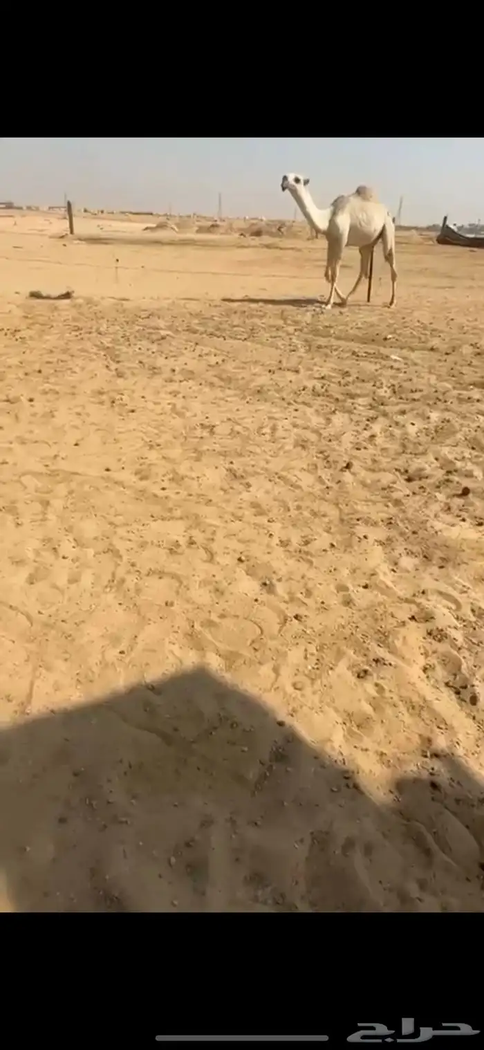 قعود كفوو 0