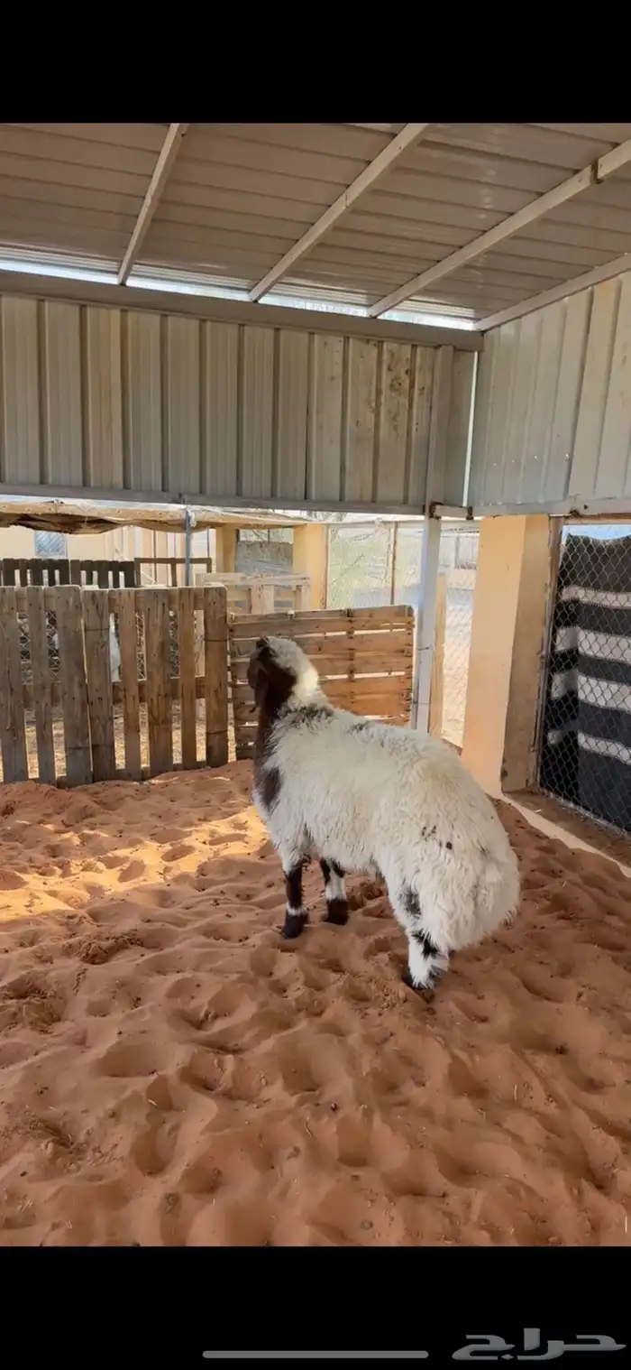 ذبايح بلدي فاخره 6