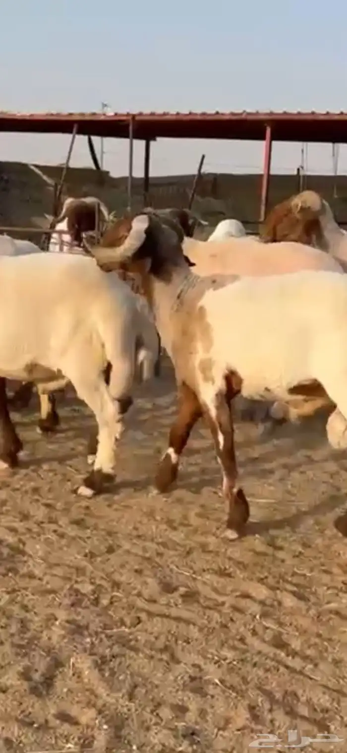 فحول أنعيم طيبه اللبييع 5