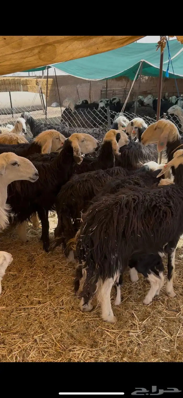 للبيع غنم نجد مواليد 0