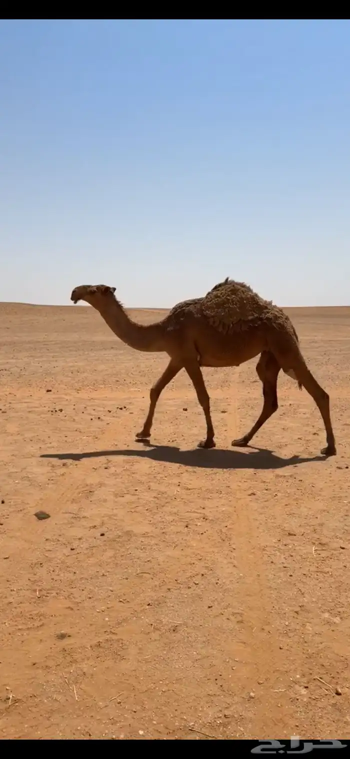 بكره شعلا كفو 3