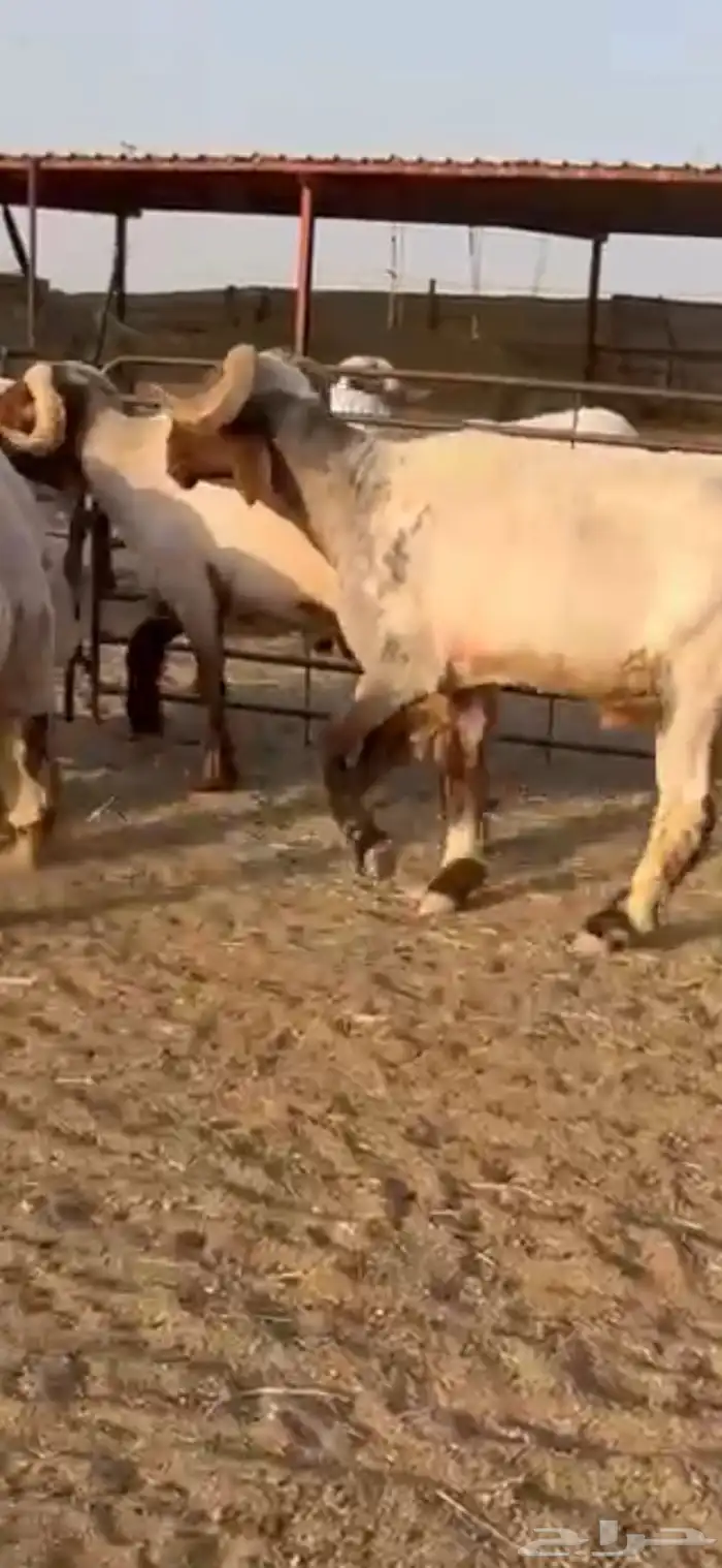 فحول أنعيم طيبه اللبييع 9