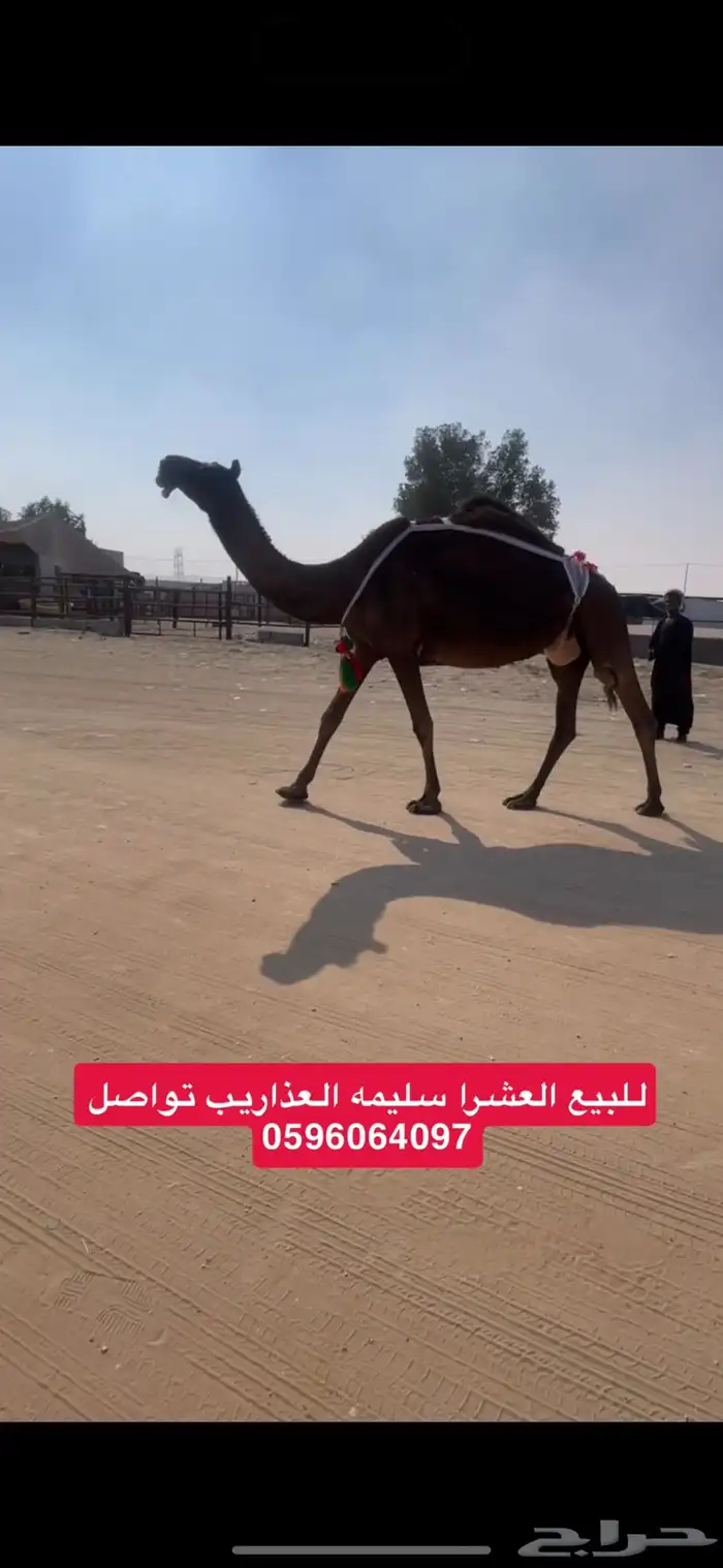 للبيع العشرا سليمه من العذاريب 0