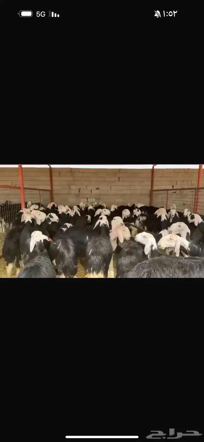 عرض بيع جذعات فاخره العداد 100 2