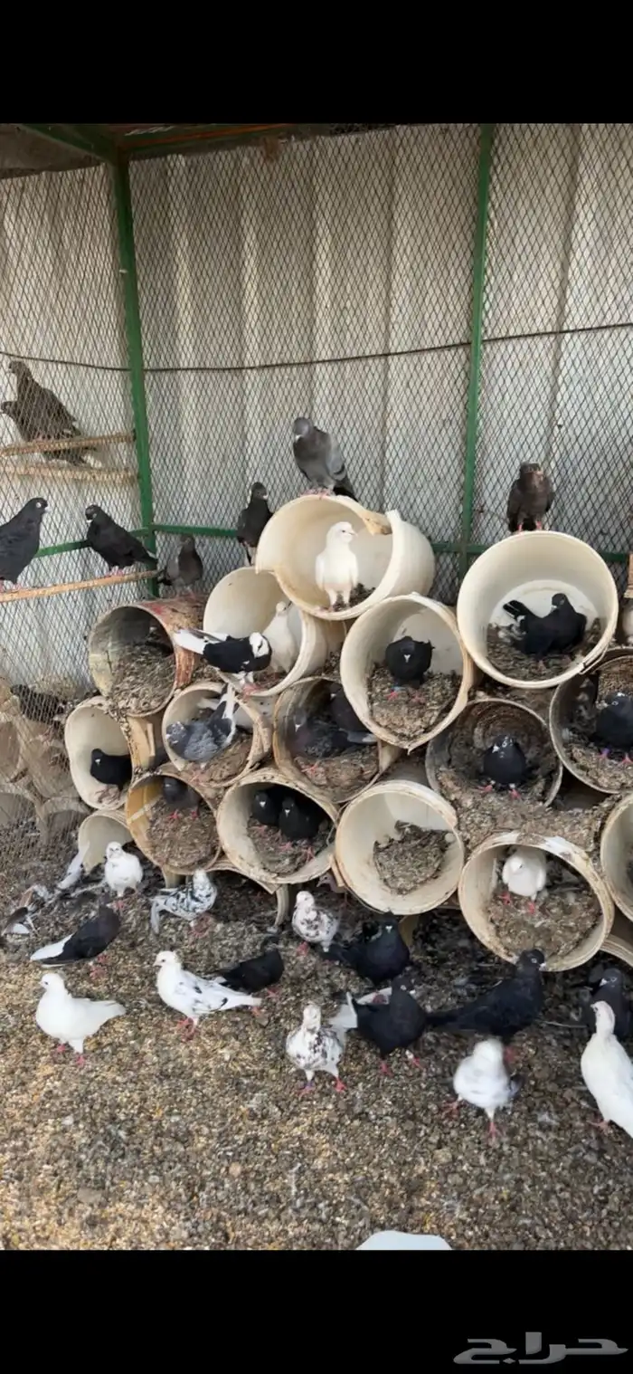 عشة قطايف للبيع 0