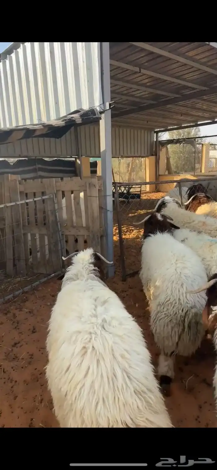 خرفان نعيم 7