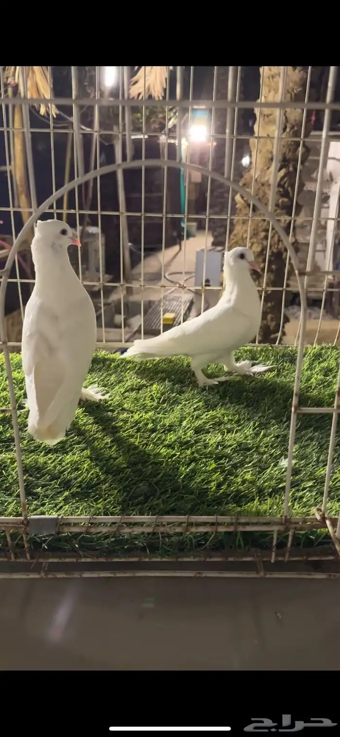 للبيع حمام صنعاني 0