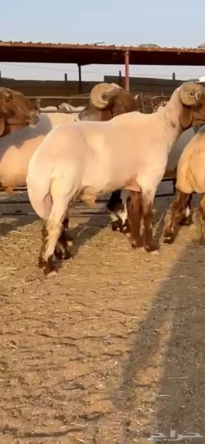 فحول أنعيم طيبه اللبييع 3