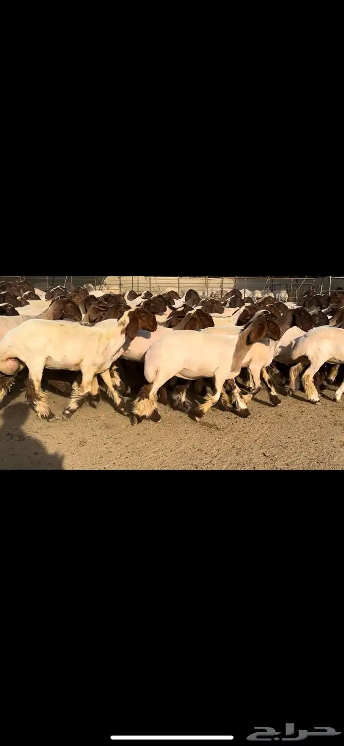 جذعات مقنوي مراح واحد 2