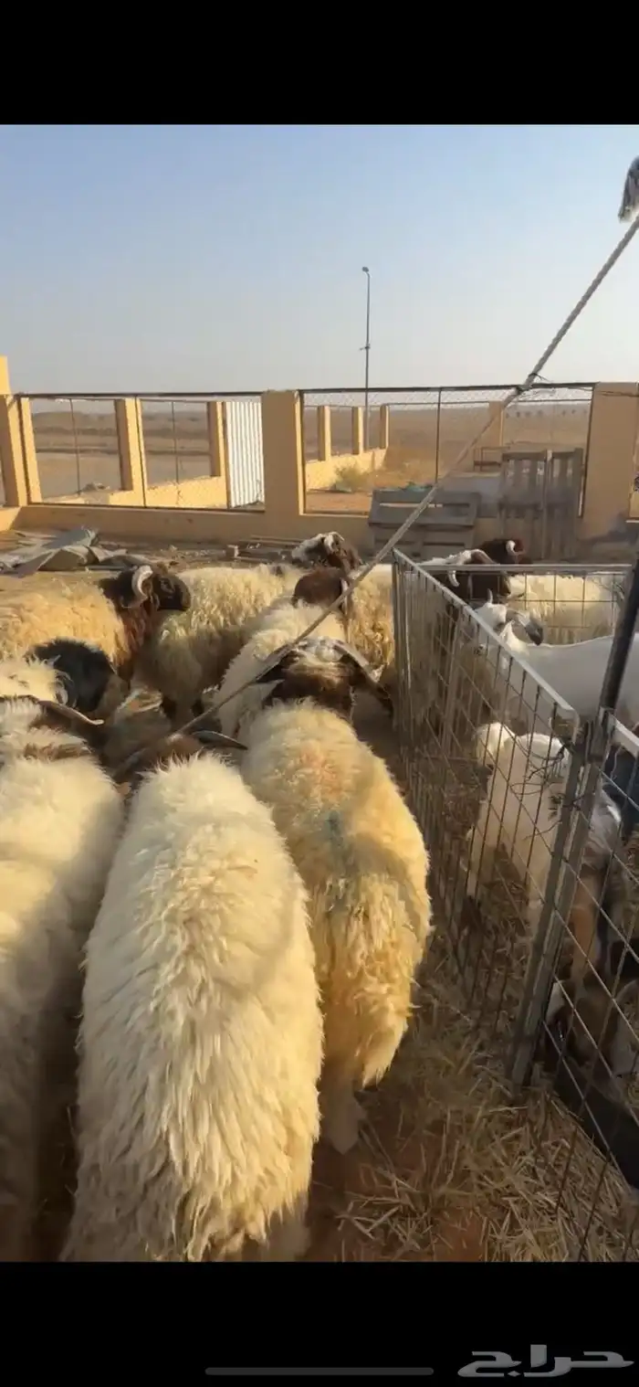 خرفان نعيم 8