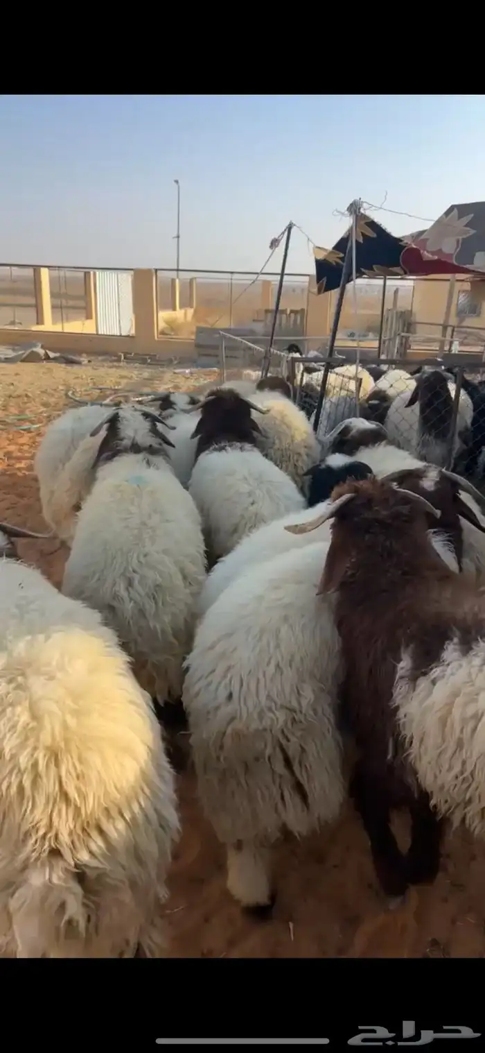 خرفان نعيم 4