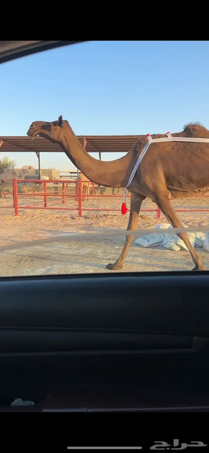 ناقع مجهم ضروبه مسحوبه بنتها من تحتها ام ثالث 2