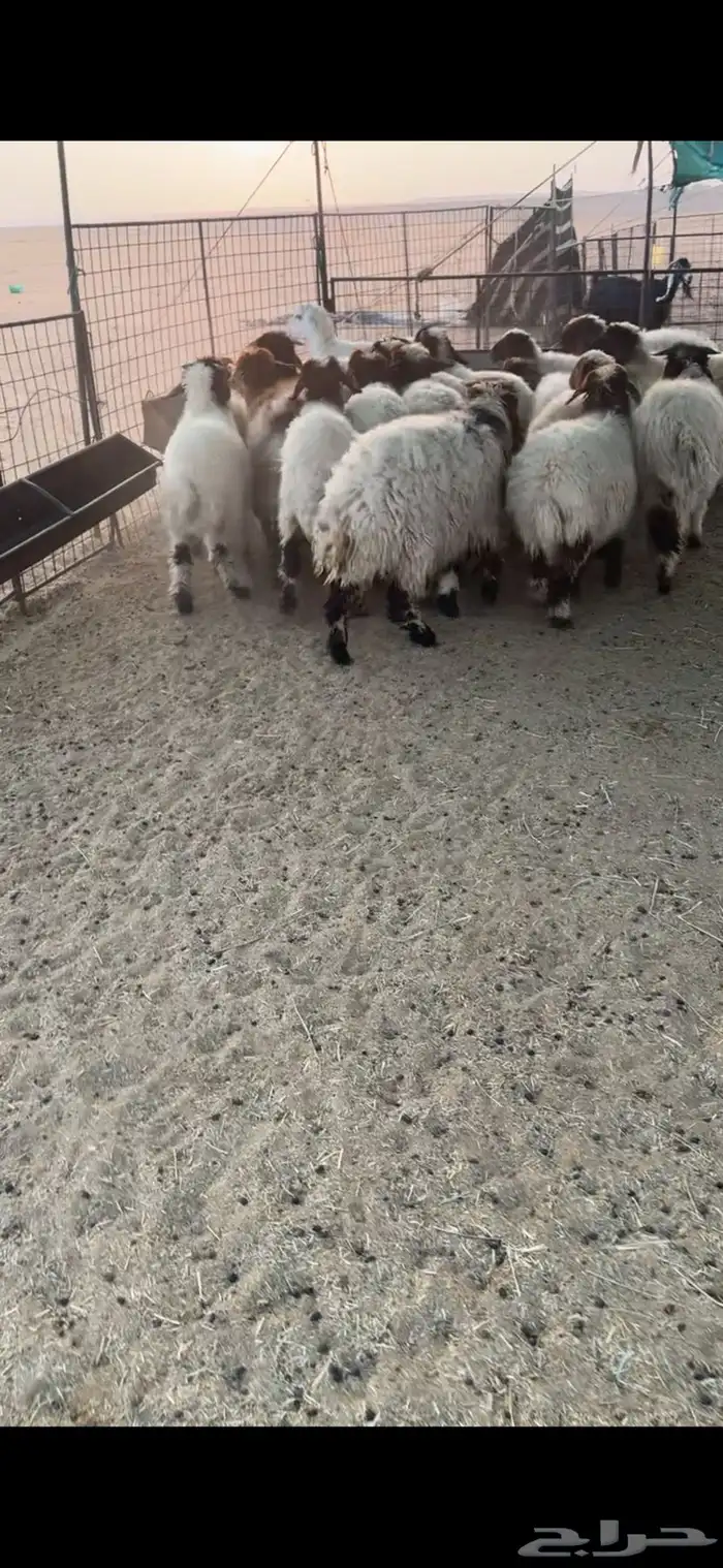 بهم نعيم طيب 3