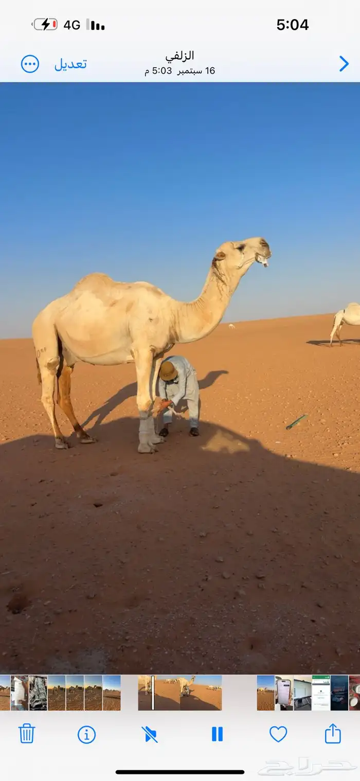 بعير علياني كفو مشروط من العذاريب 1