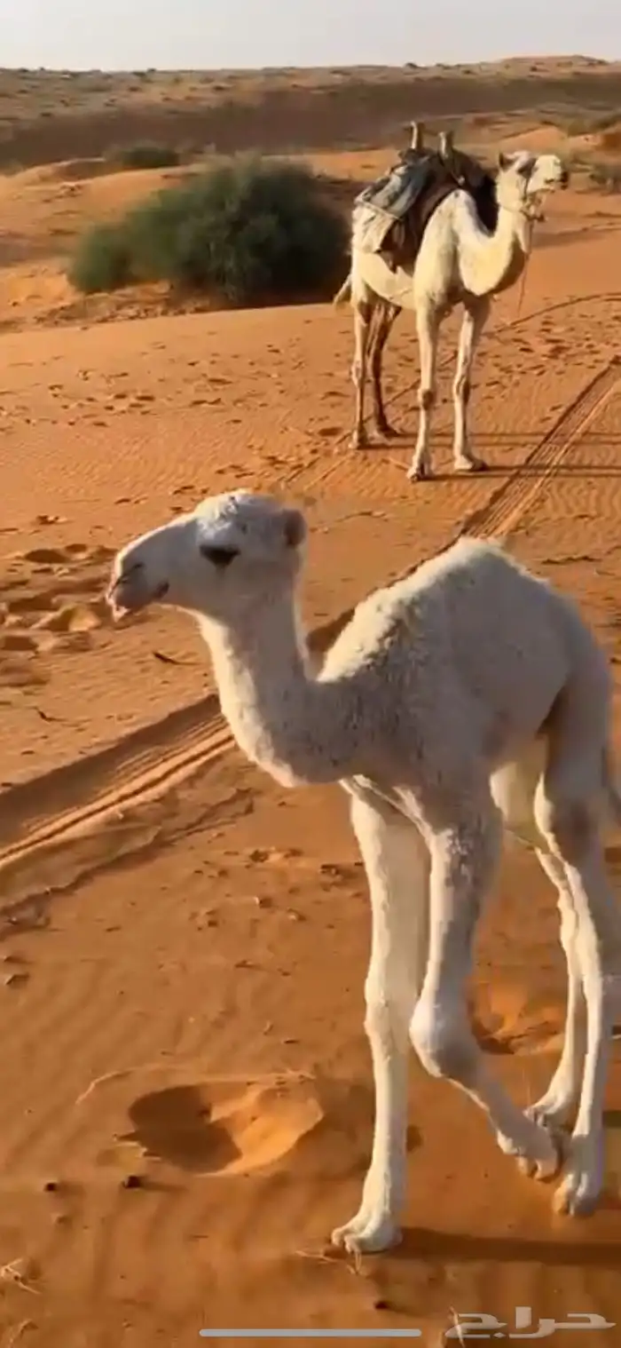 جمل تمامي على النايف بعير هيف بن عبود القحطاني 6