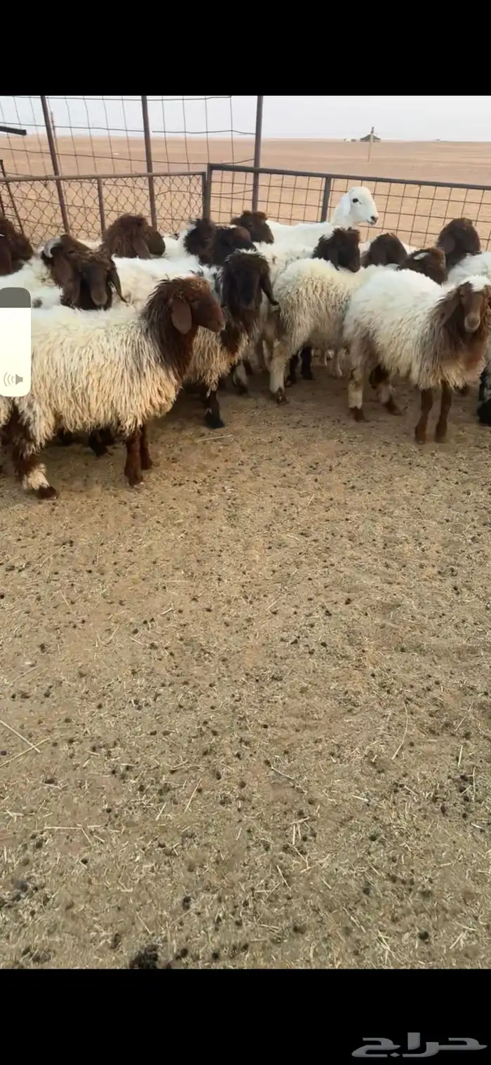 بهم نعيم طيب 1