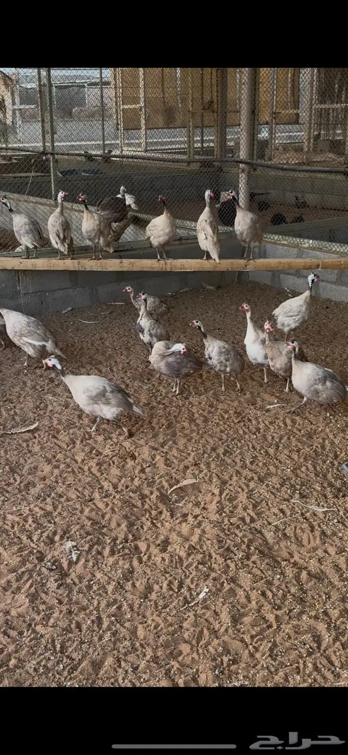 مشروع حبشي منتج الوان مميزه 2