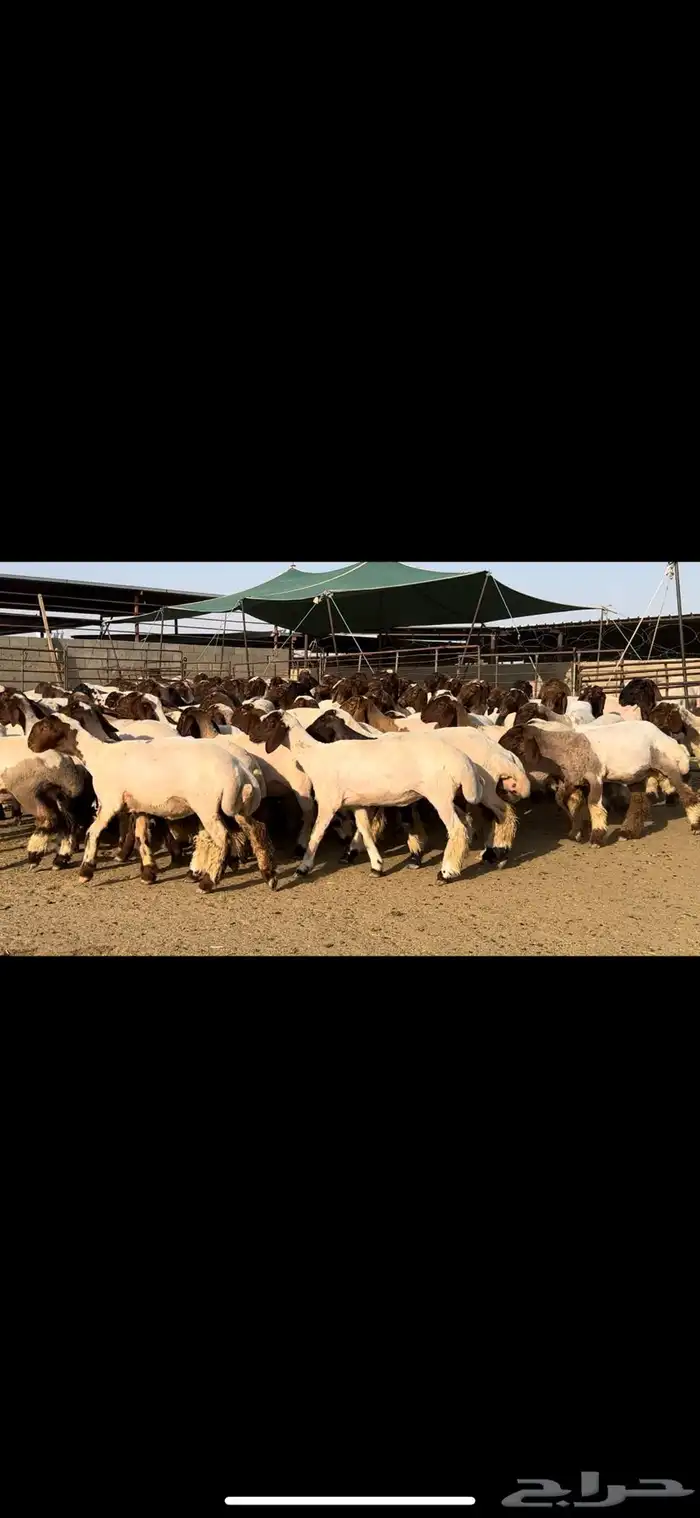 جذعات مقنوي مراح واحد 3