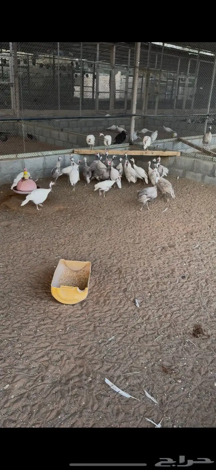 مشروع حبشي منتج الوان مميزه 1