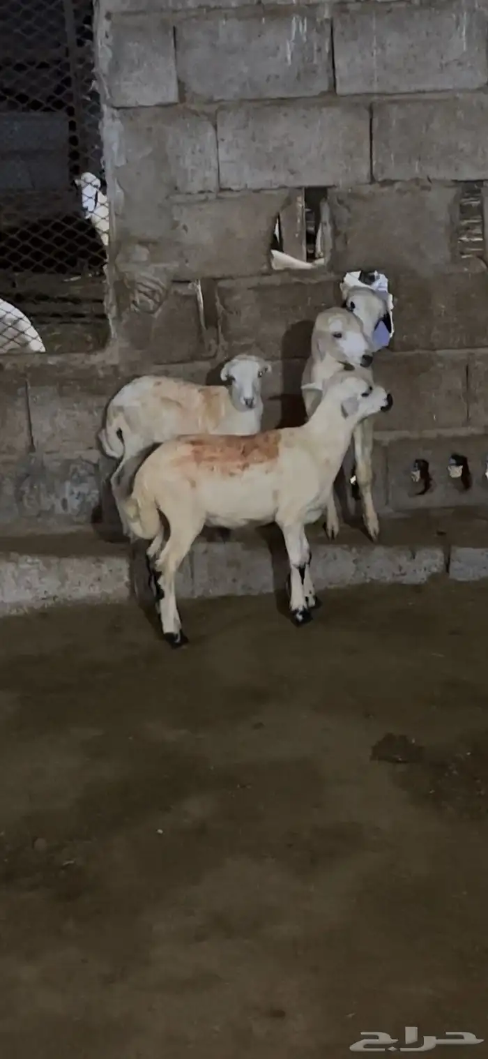 3 فران 2