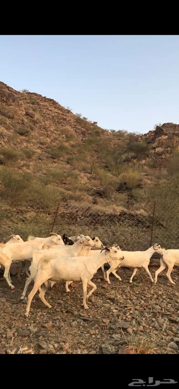 للبيع معزا ع 500 0