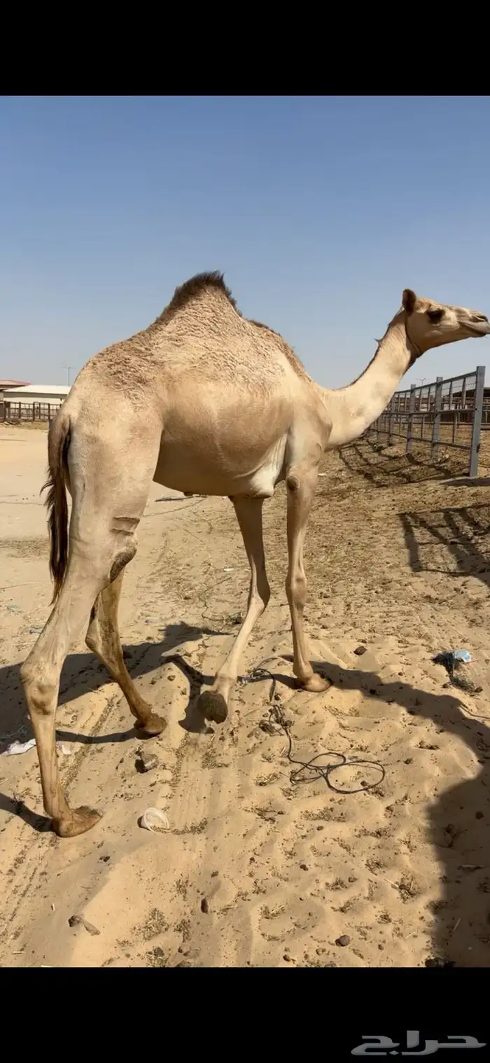 بكره 0