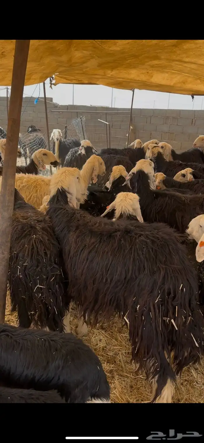 للبيع غنم نجد مواليد 1