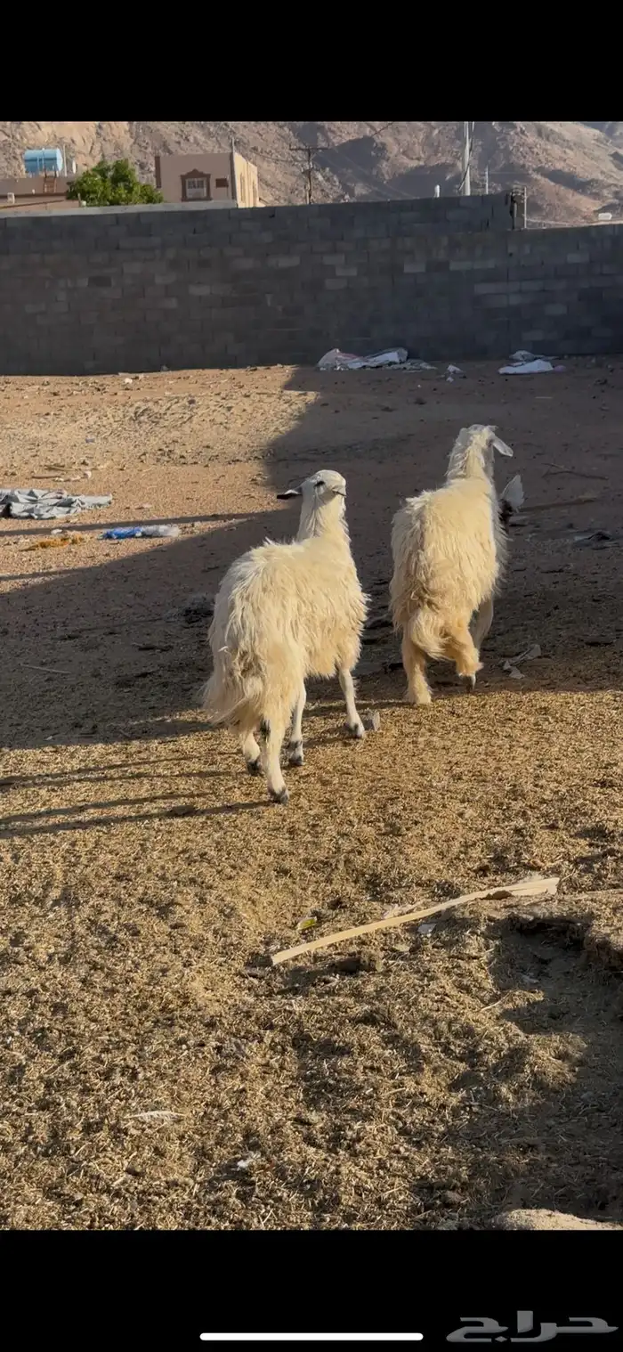 خرفان 5