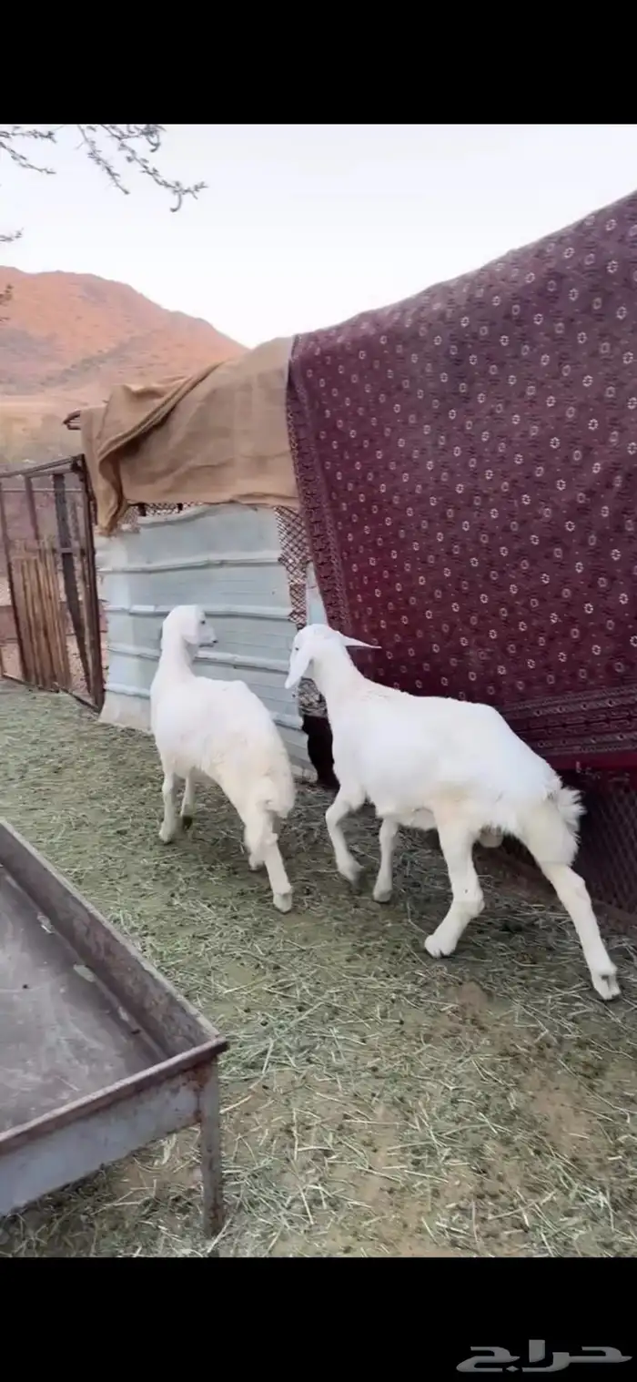 بهم كفوو 4