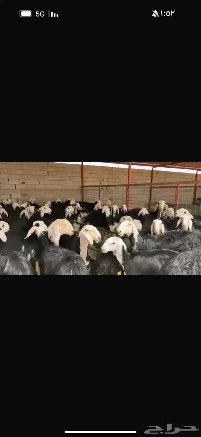 عرض بيع جذعات فاخره العداد 100 1