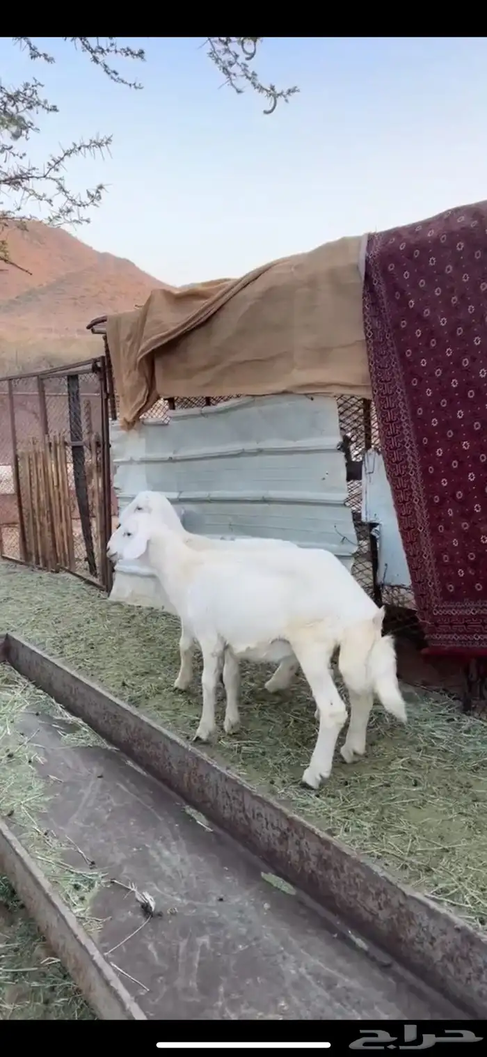 بهم كفوو 5
