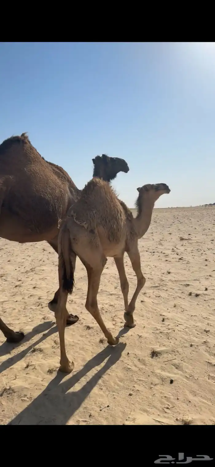 بكره حمرا كفو 0