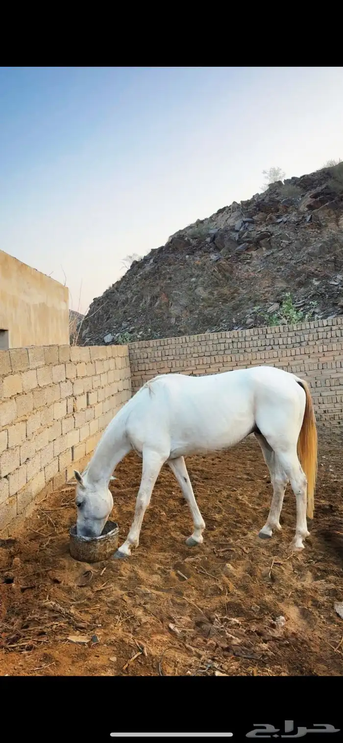 حصان شعبي حار 0