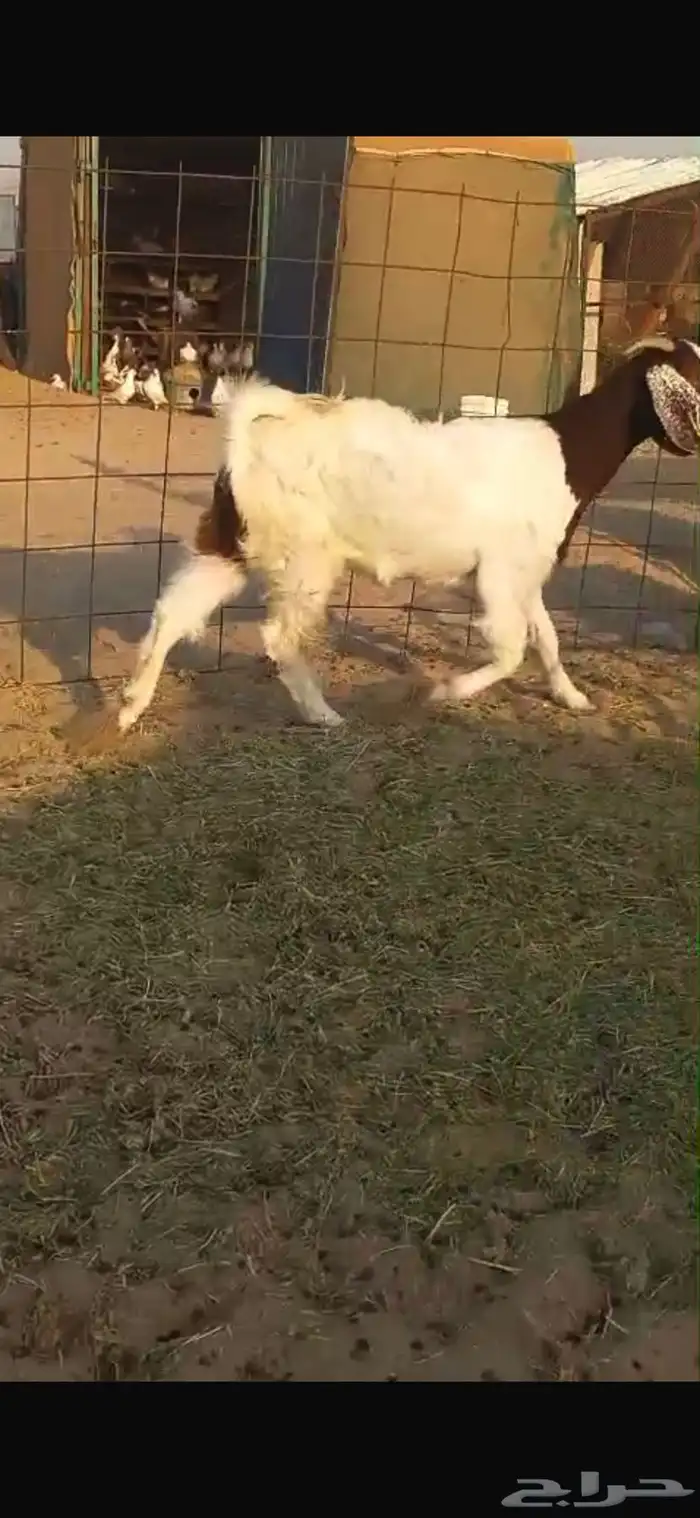 ماعز مشاريك فواخر 9