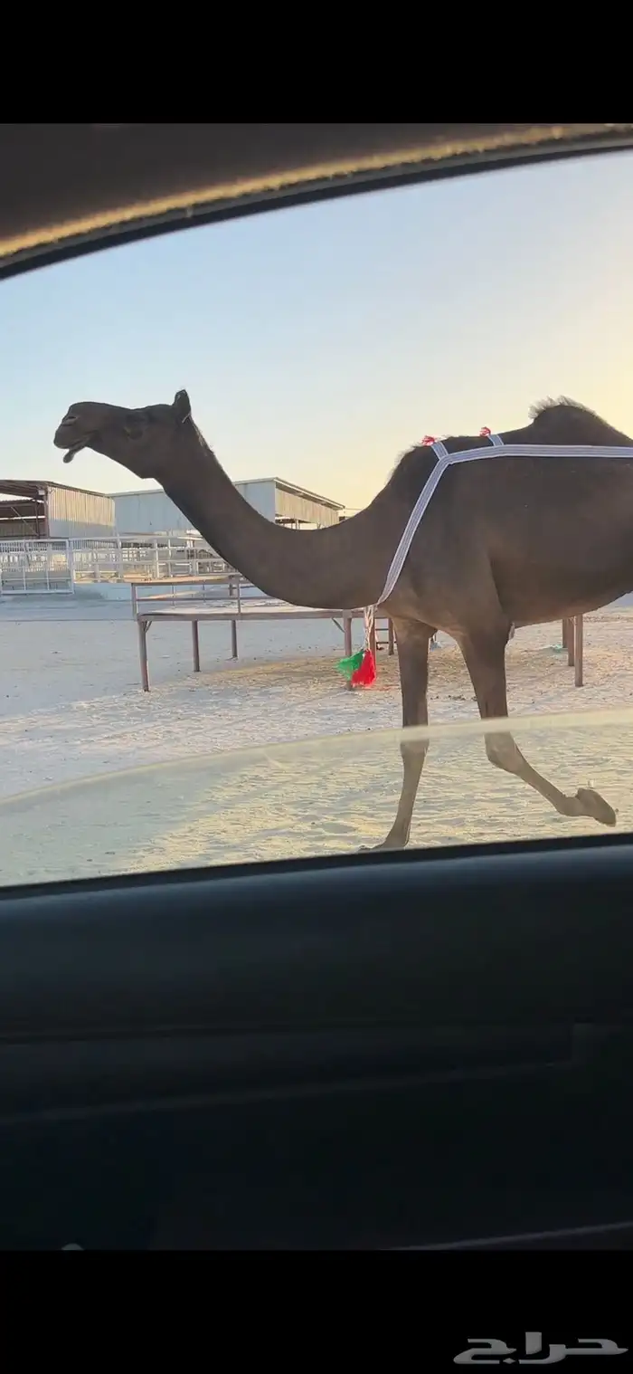 ناقع مجهم ضروبه مسحوبه بنتها من تحتها ام ثالث 0