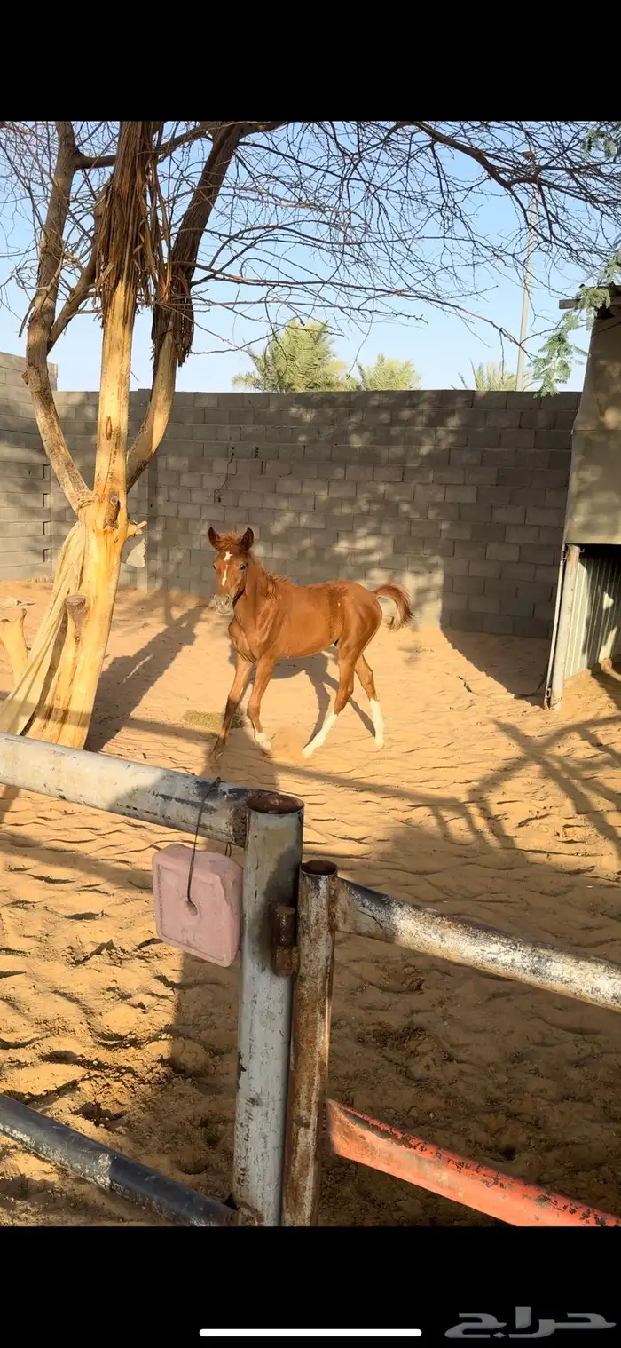 مهر 2