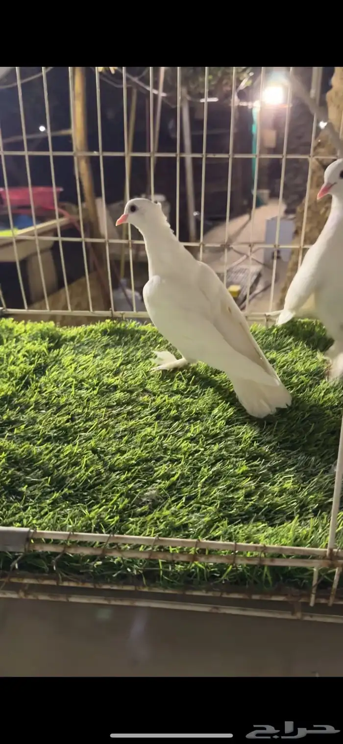 للبيع حمام صنعاني 2
