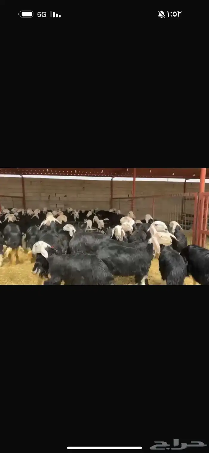 عرض بيع جذعات فاخره العداد 100 4